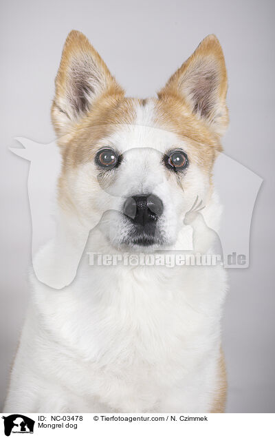 Mischling / Mongrel dog / NC-03478