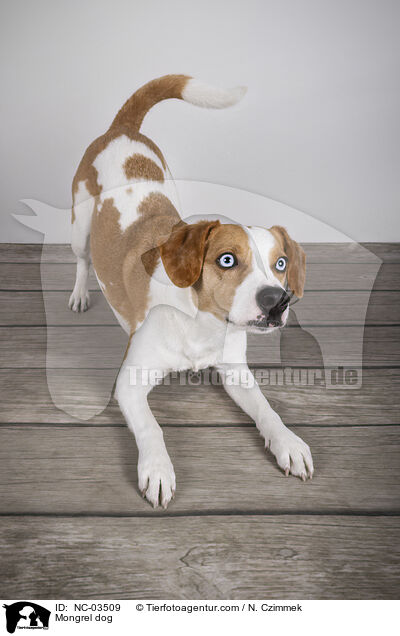 Mischling / Mongrel dog / NC-03509