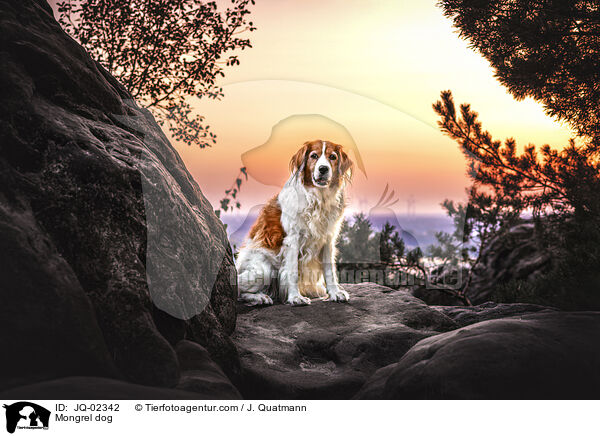 Mischling / Mongrel dog / JQ-02342