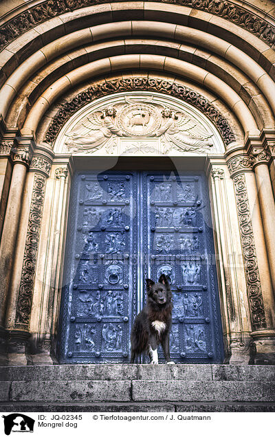 Mischling / Mongrel dog / JQ-02345