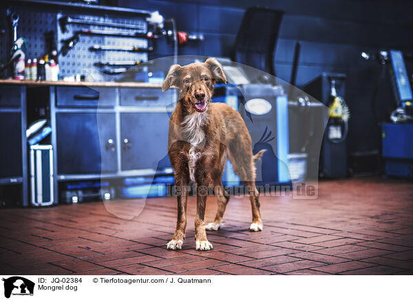Mischling / Mongrel dog / JQ-02384