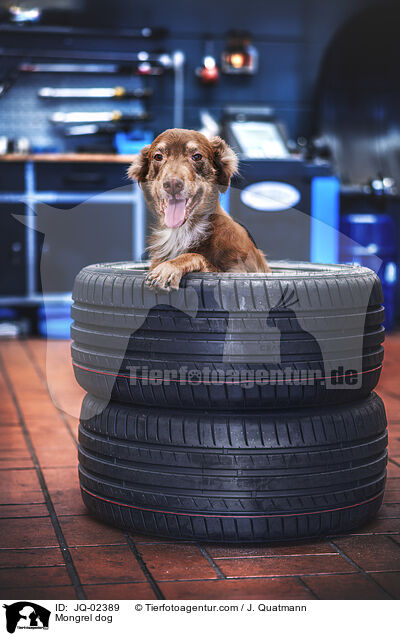 Mischling / Mongrel dog / JQ-02389