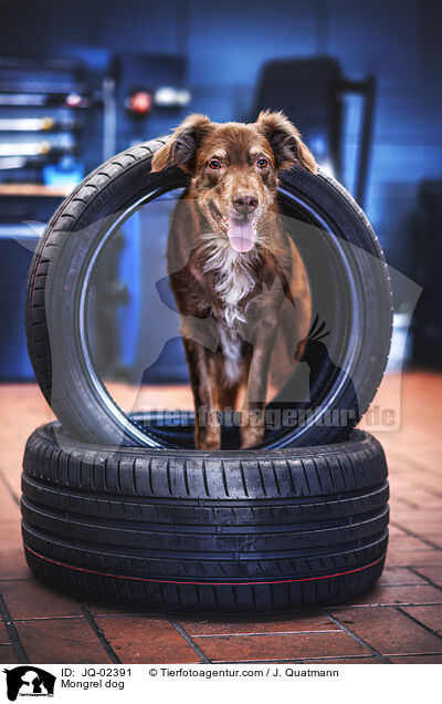 Mischling / Mongrel dog / JQ-02391