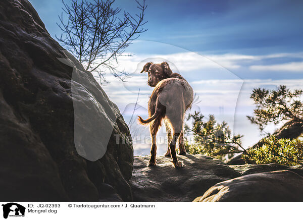 Mischling / Mongrel dog / JQ-02393