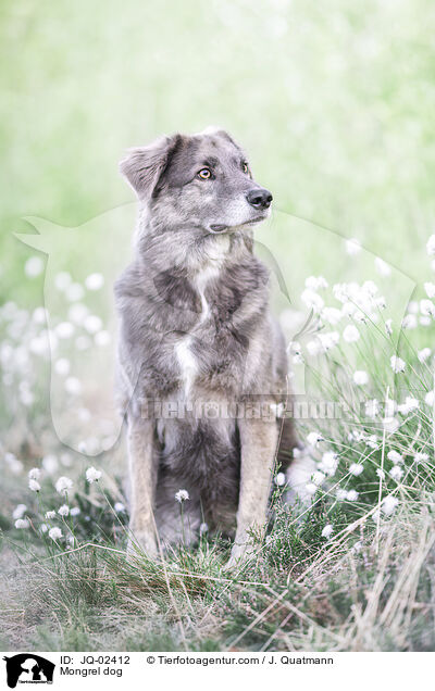 Mischling / Mongrel dog / JQ-02412