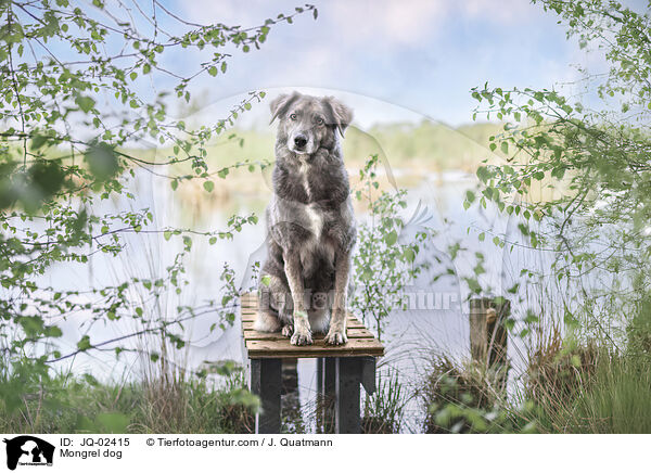 Mischling / Mongrel dog / JQ-02415