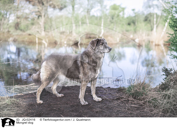 Mischling / Mongrel dog / JQ-02416