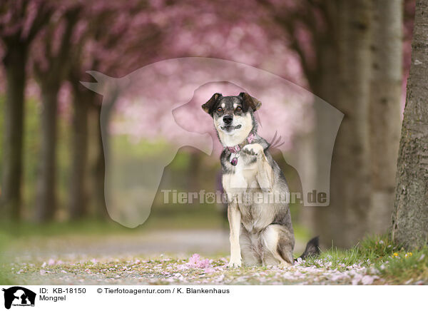 Mischling / Mongrel / KB-18150