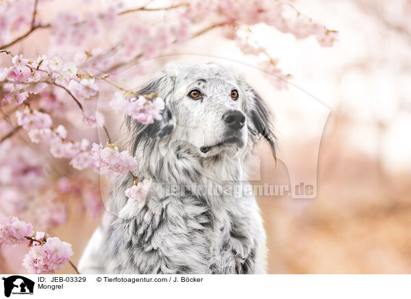 Mischling / Mongrel / JEB-03329