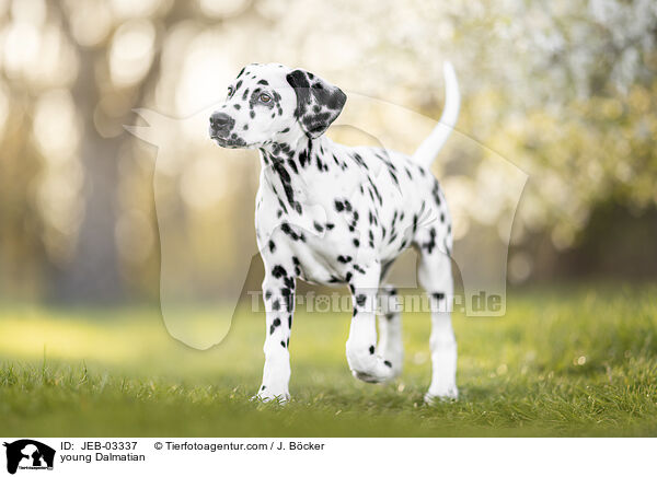 junger Dalmatiner / young Dalmatian / JEB-03337