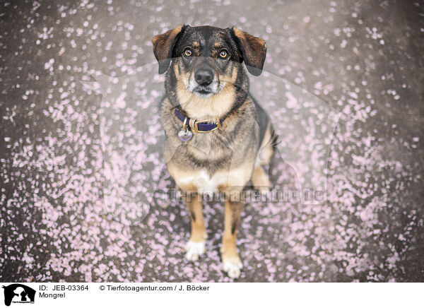 Mischling / Mongrel / JEB-03364