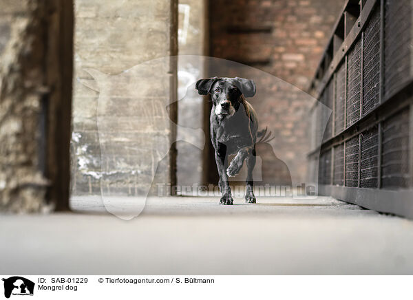 Mischling / Mongrel dog / SAB-01229