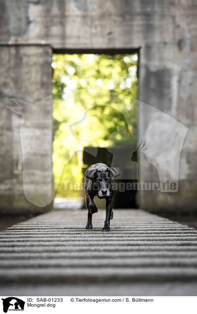 Mischling / Mongrel dog / SAB-01233