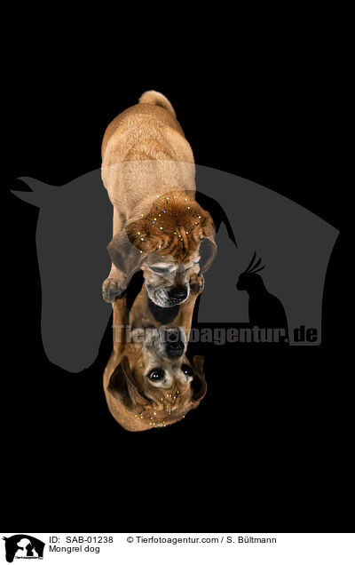 Mischling / Mongrel dog / SAB-01238