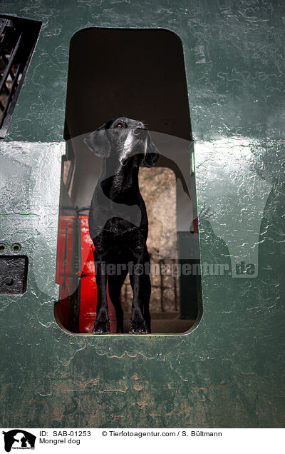Mischling / Mongrel dog / SAB-01253