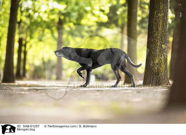 Mischling / Mongrel dog / SAB-01257