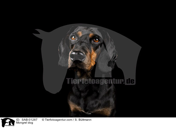 Mischling / Mongrel dog / SAB-01287