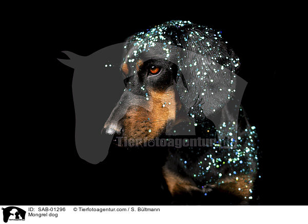 Mischling / Mongrel dog / SAB-01296