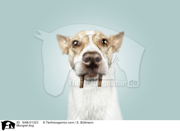 Mischling / Mongrel dog / SAB-01323