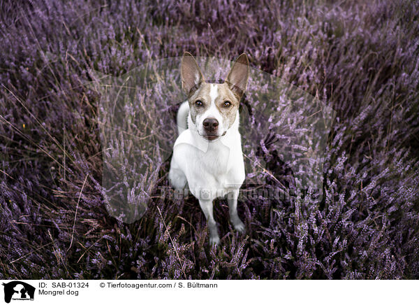 Mischling / Mongrel dog / SAB-01324