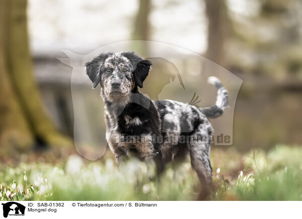 Mischling / Mongrel dog / SAB-01362