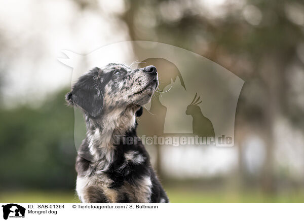 Mischling / Mongrel dog / SAB-01364