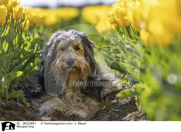 Mischling / Mongrel dog / JM-22861