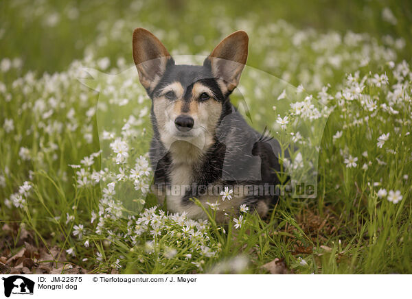Mischling / Mongrel dog / JM-22875