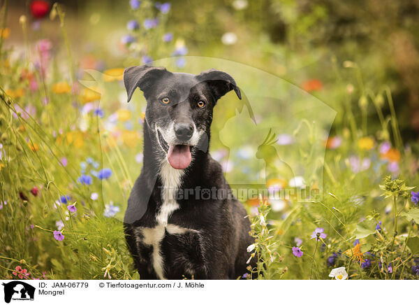 Mischling / Mongrel / JAM-06779