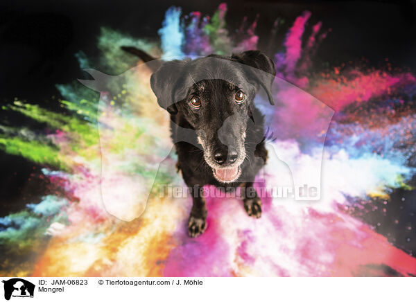 Mischling / Mongrel / JAM-06823