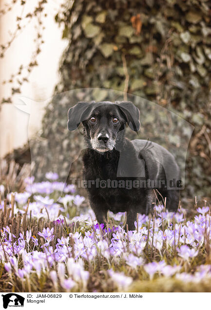 Mischling / Mongrel / JAM-06829