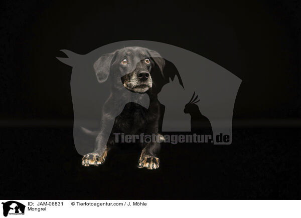 Mischling / Mongrel / JAM-06831