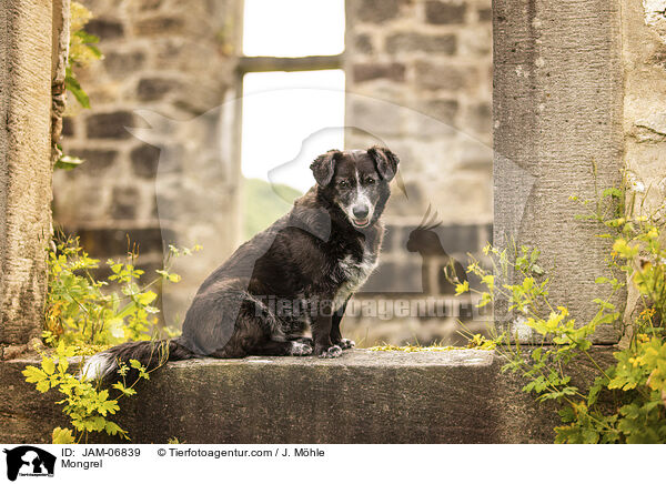 Mischling / Mongrel / JAM-06839