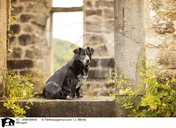 Mischling / Mongrel / JAM-06840