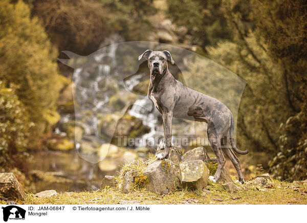 Mischling / Mongrel / JAM-06847