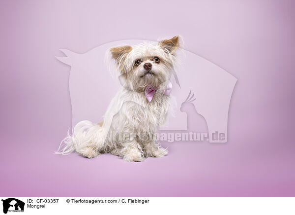 Mischling / Mongrel / CF-03357