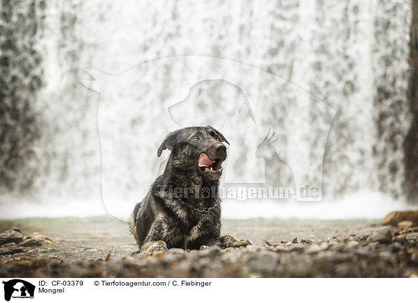 Mischling / Mongrel / CF-03379