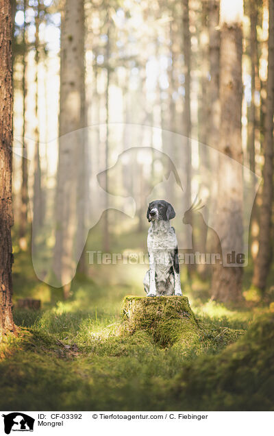 Mischling / Mongrel / CF-03392