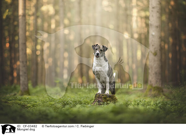 Mischling / Mongrel dog / CF-03482
