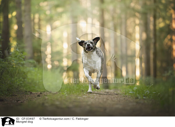 Mischling / Mongrel dog / CF-03497