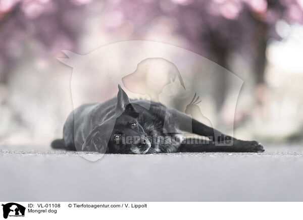 Mischling / Mongrel dog / VL-01108