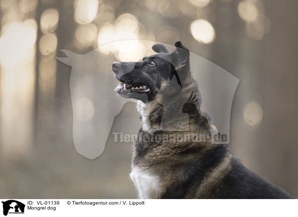 Mischling / Mongrel dog / VL-01139