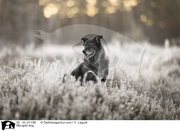 Mischling / Mongrel dog / VL-01156