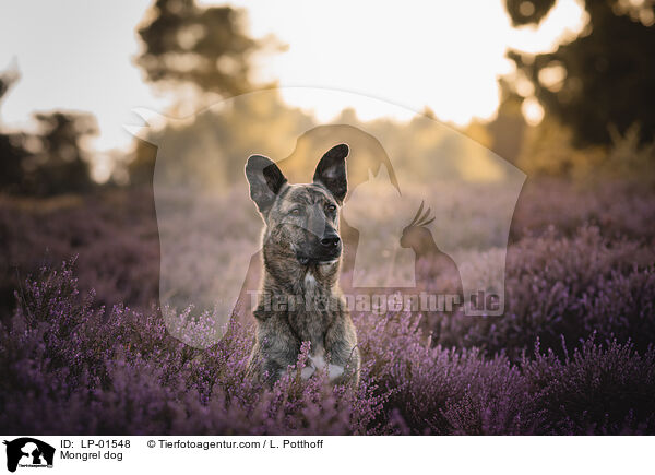 Mischling / Mongrel dog / LP-01548