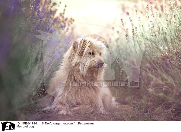 Mischling / Mongrel dog / IFE-01786