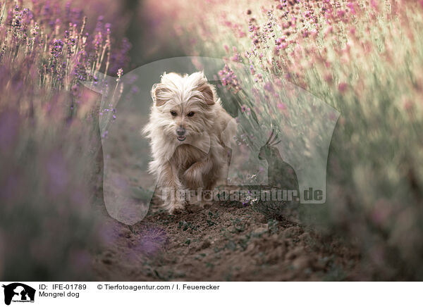 Mischling / Mongrel dog / IFE-01789