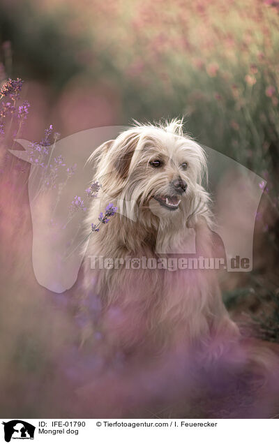 Mischling / Mongrel dog / IFE-01790