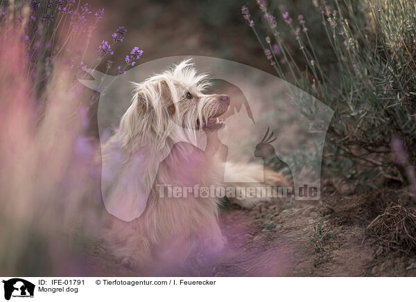 Mischling / Mongrel dog / IFE-01791