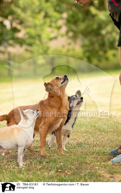 Mischling / mongrel dog / TBA-03181