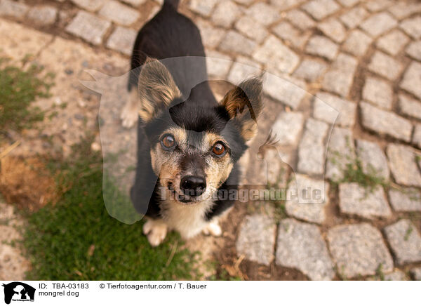 Mischling / mongrel dog / TBA-03183